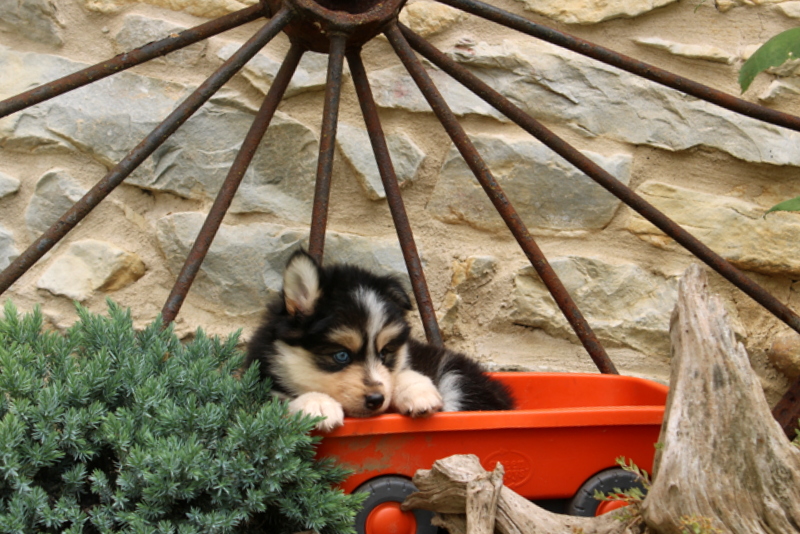 puppy, for, sale, Mini Goldencavadoodles, Ivan J. Stoltzfus, dog, breeder, Dornsife, PA, dog-breeder, puppy-for-sale, forsale, nearby, find, puppyfind, locator, puppylocator, aca